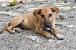 Отлов собак в Бурабае: над телами питомцев плакали местные дети
