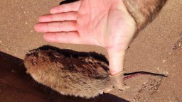 Полчища крыс заполонили пляжи на востоке Австралии