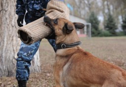 Более 900 преступлений в Акмолинской области раскрыто при помощи служебных собак