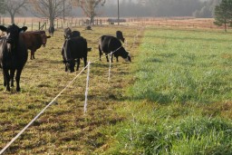 ​Более 100 акмолинцев нарушили правила выпаса домашнего скота