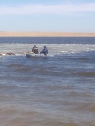В Акмолинской области нашли утонувший табун лошадей
