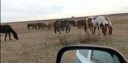 Более трех тысяч скотоводов привлекли к ответственности в Акмолинской области