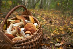 В Акмолинской области пенсионер ушел в лес за грибами и заблудился