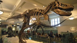 В Швейцарии с аукциона продан скелет самого известного динозавра Tirannosaurus Rex