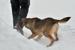 Новые факты нападения бродячих собак на горожан