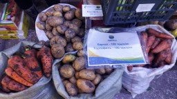 ​В Акмолинской области «разбронировали» свыше 5 тысяч тонн овощной продукции