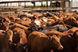 Более 2 тыс. голов скота водворены в спецзагоны Акмолинской области