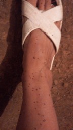 Блохи искусали работников ПТ в подвале жилого дома в Кокшетау