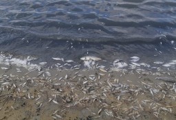 Гибель рыбы на озере Большом Чебачьем могла быть связана с цветением сине-зеленых водорослей