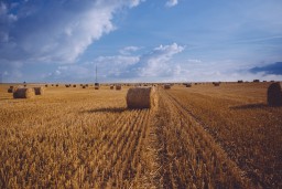 Казахстанские аграрии могут застраховать посевы и пастбища – Минсельхоз