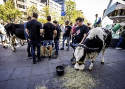 Фермеры устроили протест с коровами в европейской стране