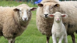 Ограничительные мероприятия в связи с бруцеллезом у овец введены в селе в Акмолинской области