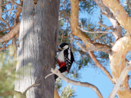 Как птицы сохраняют баланс живой природы Бурабая