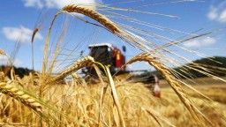 Хороший урожай зерна ожидают получить в Буландынском районе