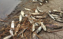 Информацию о массовой гибели рыбы проверяют в Акмолинской области