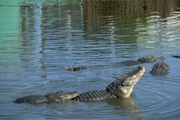 Во Флориде аллигатор укусил за голову купавшегося в озере мужчину