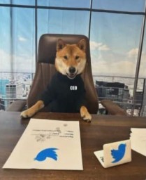 Маск «назначил» собаку новым гендиректором Twitter