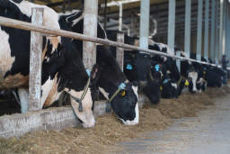 ​В Акмолинской области запустили современную молочную ферму на 400 голов