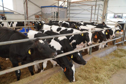 Сельское хозяйство: рекордные урожаи и рост животноводства Сельское хозяйство: рекордные урожаи и рост животноводства