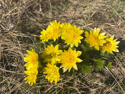 ​Первоцветы Бурабая: почему их нельзя рвать