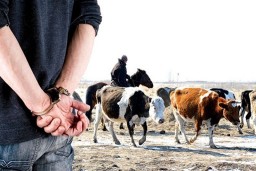 ​Акмолинские полицейские проводят комплекс профилактических мер по недопущению фактов скотокрадства