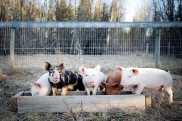Ученые смогли оживить органы свиньи через час после смерти. Что сулит это открытие?