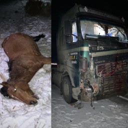 ​Выбежавшие на дорогу лошади стали причиной ДТП в Акмолинской области