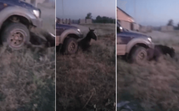 В Алматинской области произошло нападение на дом мужчины, переехавшего лошадь