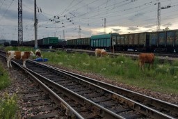 Ежедневно десятки животных попадают под поезда в Казахстане