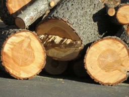 Родители пожаловались на поборы дровами для школы в Акмолинской области