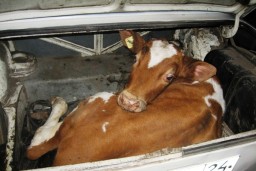 ​Акмолинские полицейские расследуют дело о краже скота