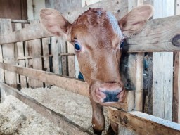 Неизвестное заболевание выявлено у скота в Ерейментауском районе