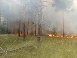 ​Более 100 пожарных тушат лесной пожар в Бурабайском районе