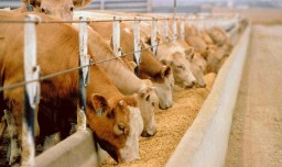 ​12 фактов перевозки скота и мясной продукции без документов выявили в Акмолинской области