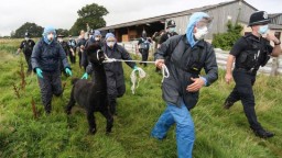 Британские власти усыпили альпаку, несмотря на тысячи просьб о помиловании