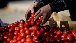 Российский запрет на ввоз казахстанских томатов и перцев признан барьером