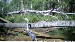 Фотоловушка в ГНПП &laquo;Бурабай&raquo; зафиксировала серую цаплю