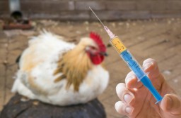 Свыше 6 тыс. доз вакцины выделено на борьбу с птичьим гриппом в Атырауской области