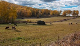 В Акмолинской области устранен дефицит пастбищ площадью 30 тысяч гектаров