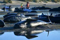 230 китов выбросились на австралийское побережье