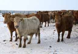 15 голов скота за день вернули владельцам полицейские в Акмолинской области