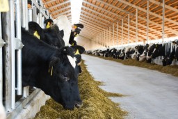 Свыше 6,5 млрд тенге выделили на развитие животноводства в Акмолинской области