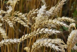 Акмолинская пшеница пользуется спросом в 26 странах мира