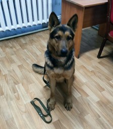 Служебная собака помогла раскрыть кражу в Акмолинской области