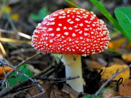 Отравиться можно даже съедобным грибом: советы грибникам дали акмолинские санврачи