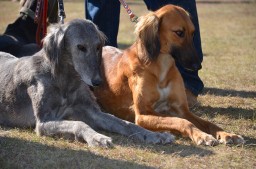 Необходимость сохранения собак тазы зафиксировали законодательно в Казахстане