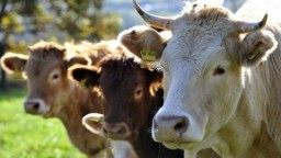 Кражу скота на 2,3 миллиона тенге раскрыли полицейские Акмолинской области