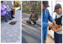 ​В нацпарке &laquo;Бурабай&raquo; самка глухаря обратилась за помощью к людям