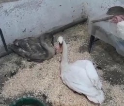 Лебедя-шипуна приютили в зоосаду Бурабая