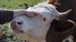 Причину заражения акмолинского скота сибирской язвой выясняют ветврачи